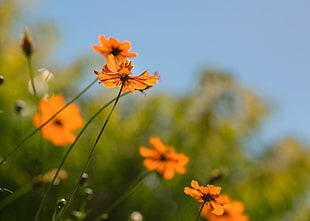 closeup photo of orange petaled flower