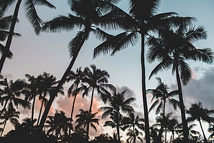 palm trees under the clouds