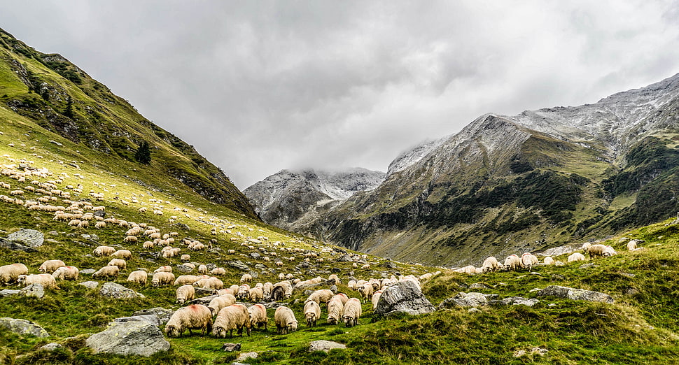 herd of sheep on green grass field near snow covered mountain HD wallpaper