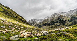 herd of sheep on green grass field near snow covered mountain