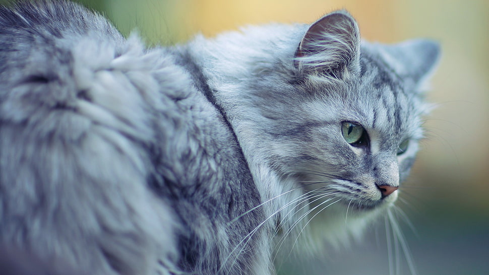 gray persian rug hunting during daytime HD wallpaper