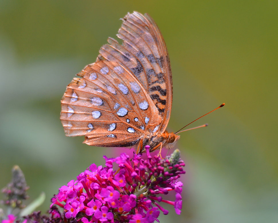 orange butterfly zipping nectar on purple flower shallow focus photo HD wallpaper