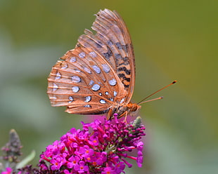 orange butterfly zipping nectar on purple flower shallow focus photo