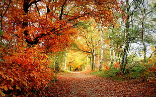 red leaf littered road