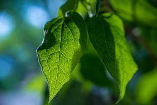 selective focus photography of green leaves HD wallpaper