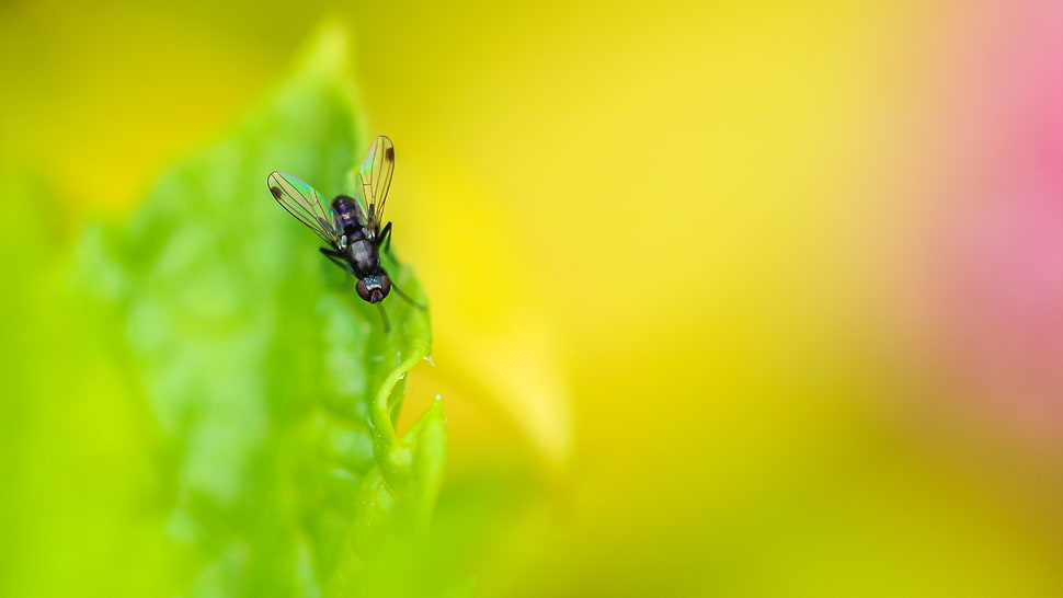macro photography of black winged insect perched on green leaf HD wallpaper