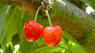 two red fruits hanging on tree branch