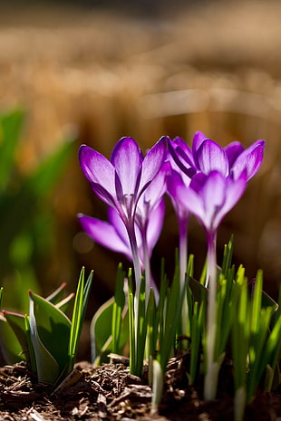 tilt lens of purple Crocus flowers in bloom