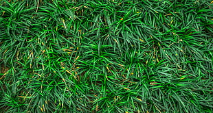 green grass, Grass, Closeup, Green HD wallpaper
