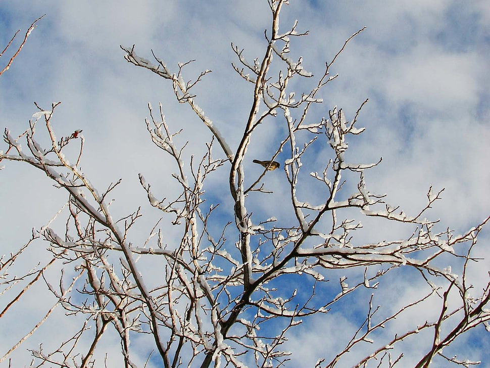 withered tree under cloudy sky during daytime HD wallpaper