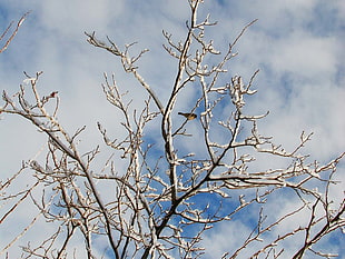 withered tree under cloudy sky during daytime