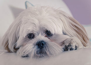 adult fawn Shih tzu on focus photo HD wallpaper