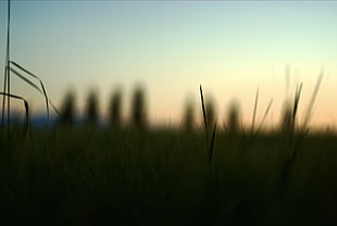 silhouette of grass, grass, plants HD wallpaper