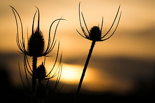 silhouette of three  dandelion  buds during sunset HD wallpaper