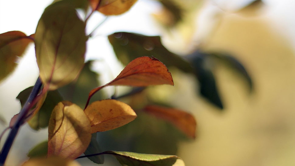yellow and green leaves HD wallpaper