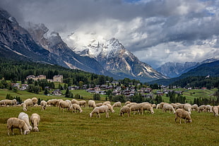 white and brown lamp lot during daytime, sheep, cortina d'ampezzo, dolomites, italy