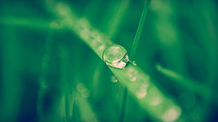 shallow focus photography of rain drop on green grass, green, plants, water drops, macro