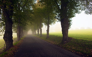 photo of road in the middle of trees HD wallpaper
