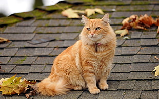 selective focus photo of orange Tabby cat