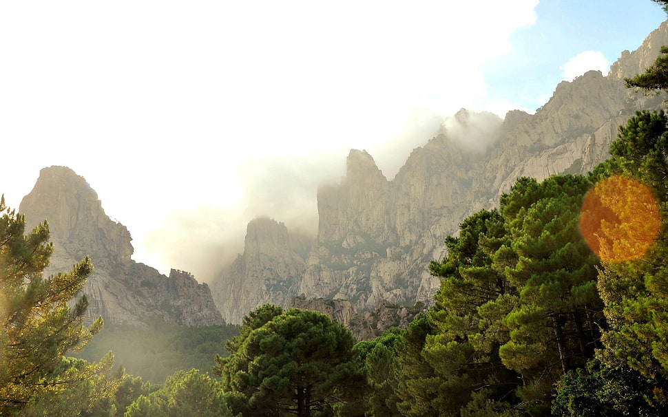 green leaf tree, canyon, trees, cliff, mist HD wallpaper