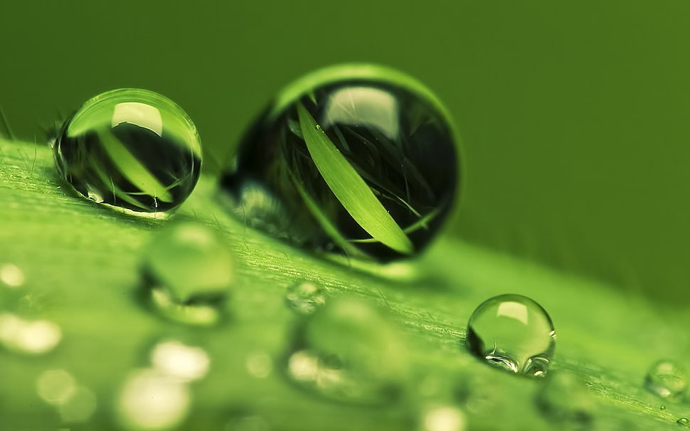 water droplets on green leaf HD wallpaper