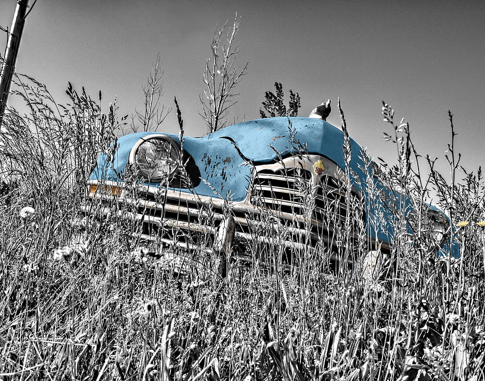 teal car on grass HD wallpaper