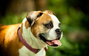 selective focus photography of tan and white Boxer dog