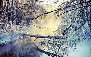photography of snow with lake