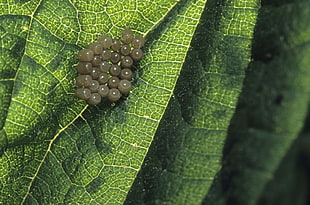 caterpillar eggs on leaf HD wallpaper