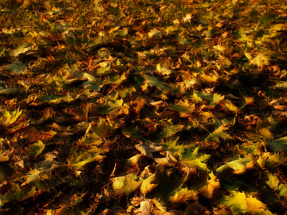 portrait photography of leaves on ground HD wallpaper