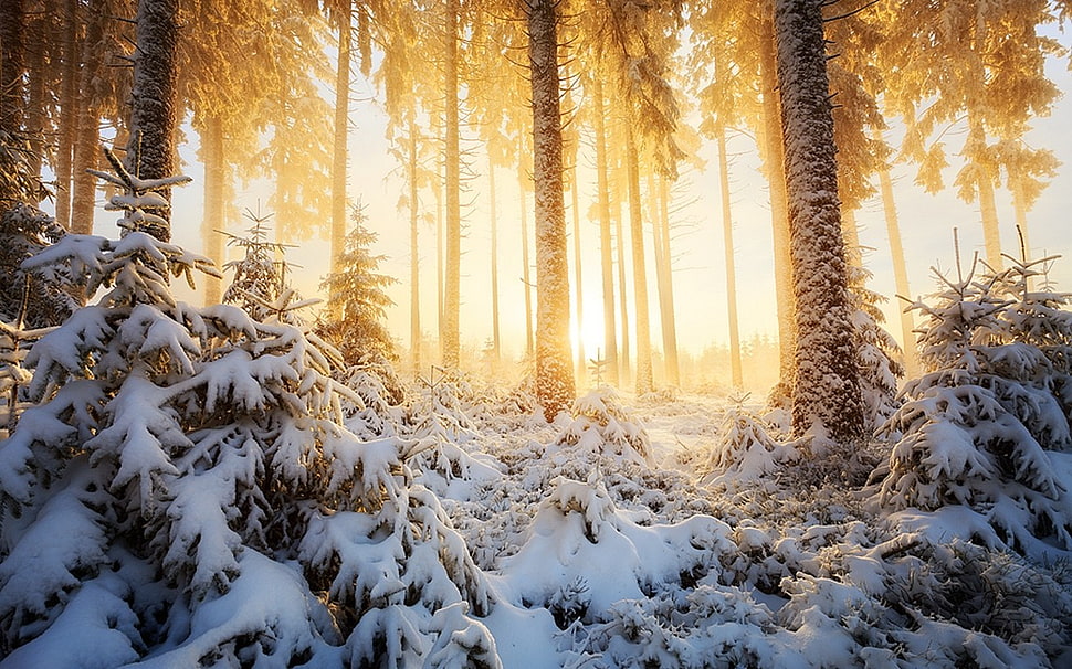 snow covered forest digital wallpaper, nature, landscape, winter, forest HD wallpaper
