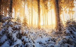 snow covered forest digital wallpaper, nature, landscape, winter, forest