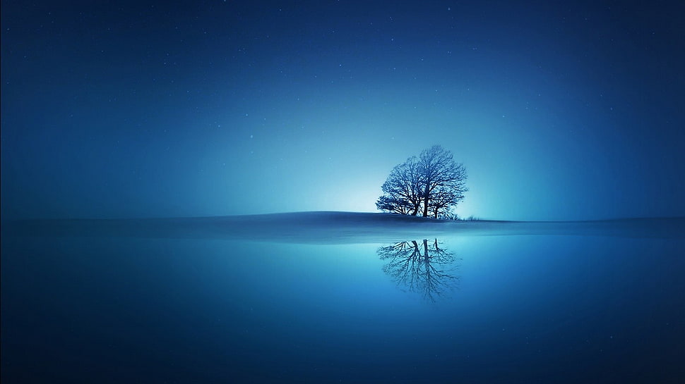 bare tree surround by water HD wallpaper