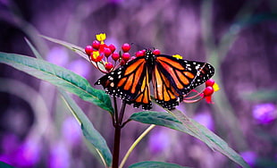 monarch butterfly, nature, macro, butterfly HD wallpaper