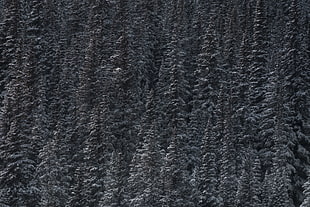 gray pine trees, Trees, Snow, Peaks