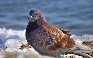 shallow focus photography of brown and gray pigeon