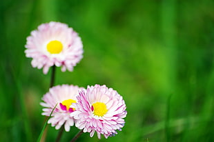 shallow focus photography of aster HD wallpaper