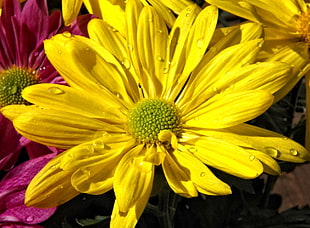 close up photo of yellow petaled flower
