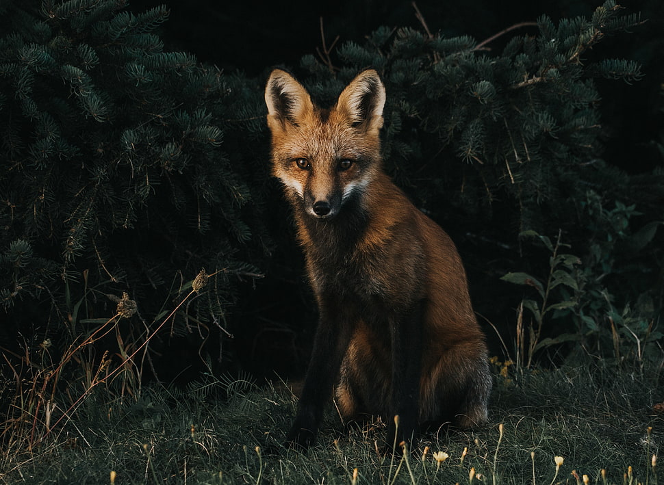 brown and white fox HD wallpaper