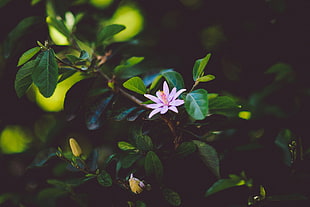 light-purple flower, Flower, Branch, Bloom