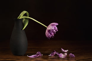 purple Tulip flower in vase