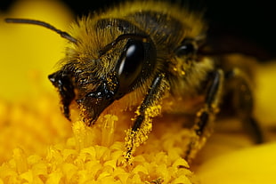 macro photography of honeybee
