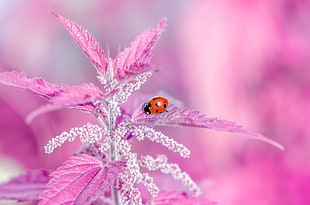 Ladybug on pink leaf plant HD wallpaper