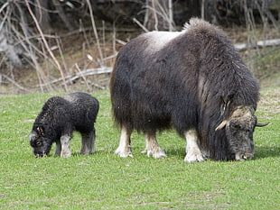 black and white yaks on green grasses