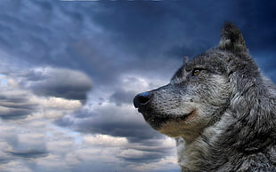 closeup photography of gray wolf