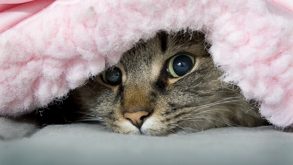 brown tabby cat, cat, animals HD wallpaper