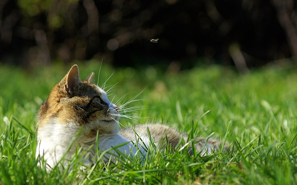 brown and white fur cat on green grass during daytime HD wallpaper