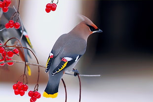 gray and red bird perched on a branch