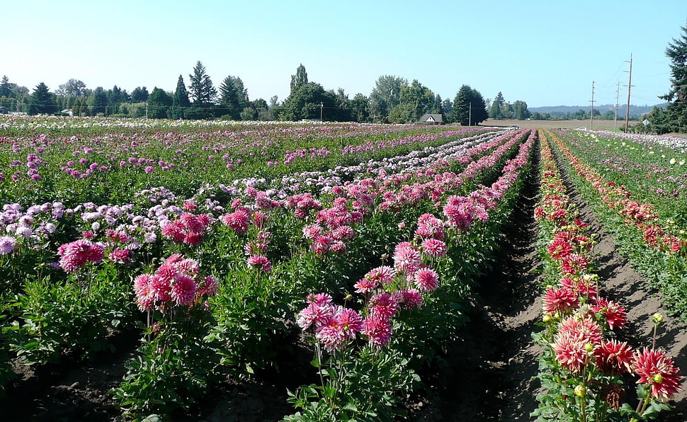 pink and white flowers HD wallpaper