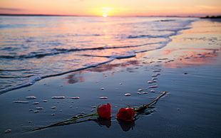 two red roses, flowers, rose, sunlight, beach